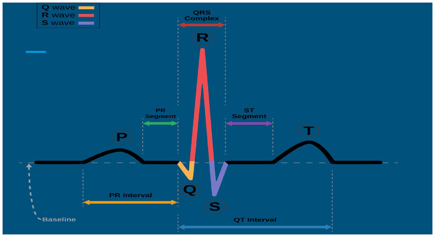The components of one cardiac cycle: P wave, PR segment and PR interval, QRS complex, ST segment, T wave, and QT interval.