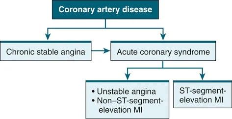 Coronary artery disease as the umbrella. Acute coronary syndrome contains unstable angina, NSTEMI, and STEMI — chronic stable angina sits outside it.