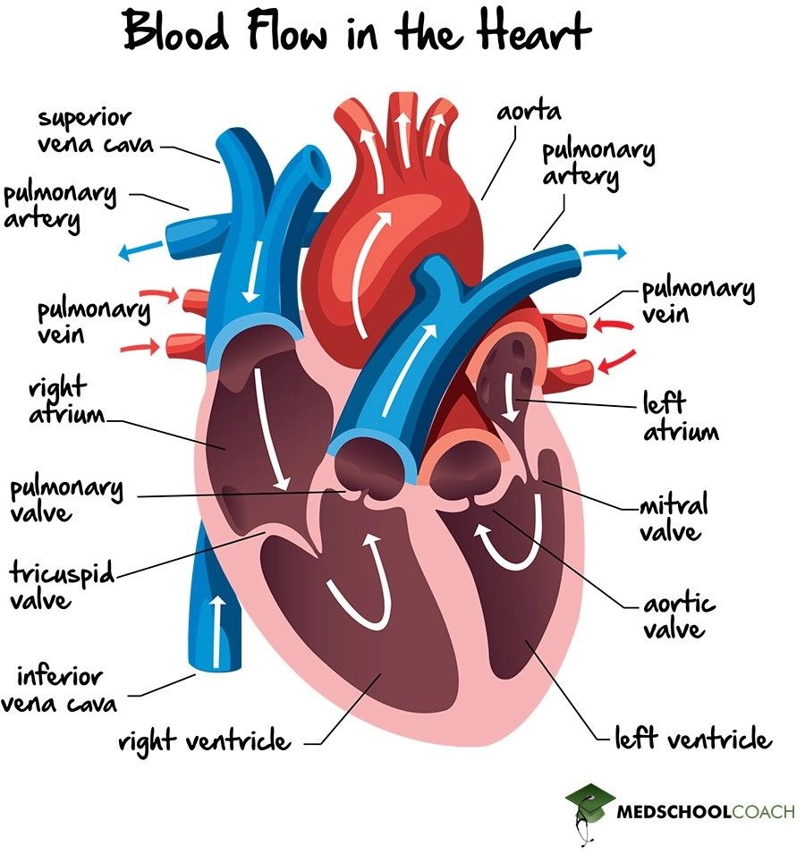 Blood flow through the heart. Return this figure before reasoning through any valve lesion.