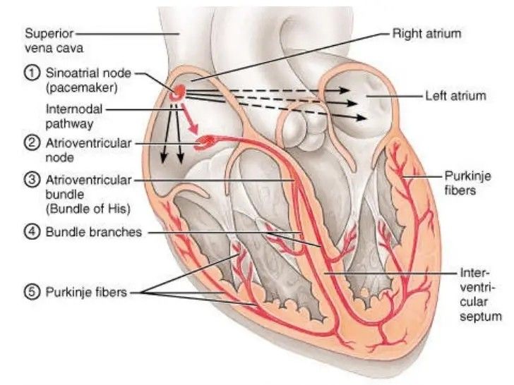 The conduction pathway: SA node → internodal pathways → AV node → bundle of His → bundle branches → Purkinje fibers.